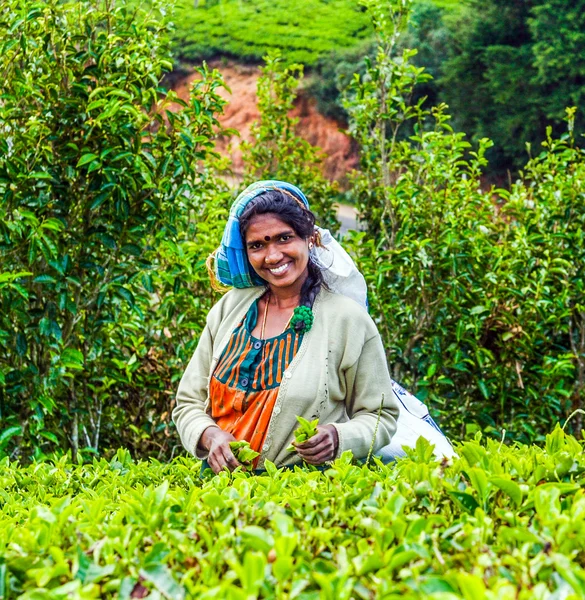 Harvest in the tea fields, tea picker in the highlands