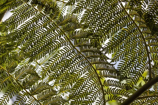 Bright fern leaves in tropical garden