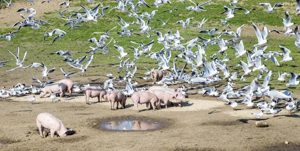 Pigs and pigeons at the meadow