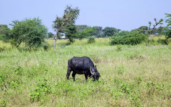 Indian cow grazes at the meadow