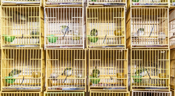Birds in a cage at the birds market in Hongkong