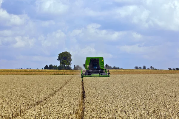 Harvester in corn fields