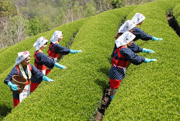 Japanese women harvesting tea leaves