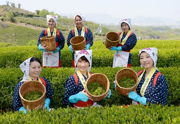 Japanese women harvesting tea leaves