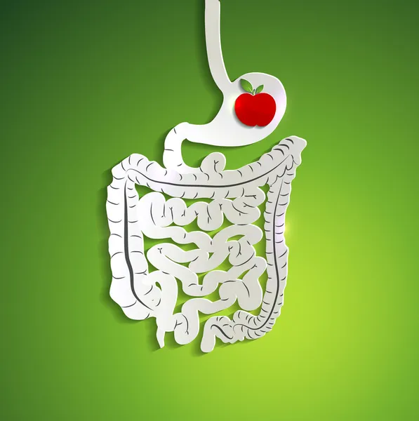 Paper digestive system and apple in stomach