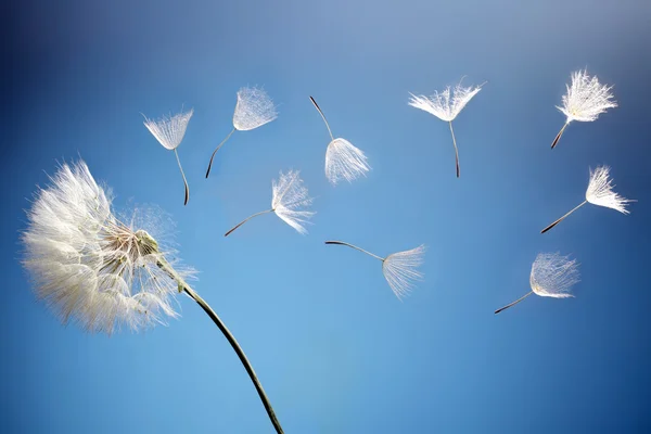 Flying dandelion seeds on a blue background