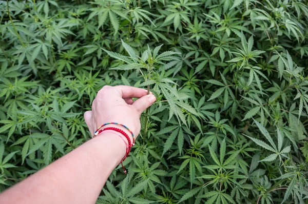 Hand picking marijuana from field