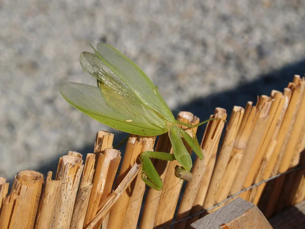 The mantis ordinary gets through a fence