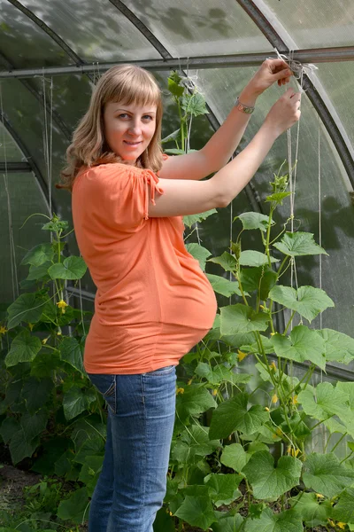 The pregnant woman ties up plants of cucumbers in the greenhouse