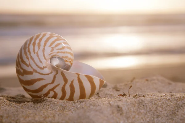 Golden nautilus shell on beach, sunrise and tropical sea