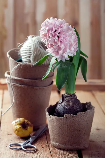 Hyacinth flowers in compostable pots, flower bulbs and gardening