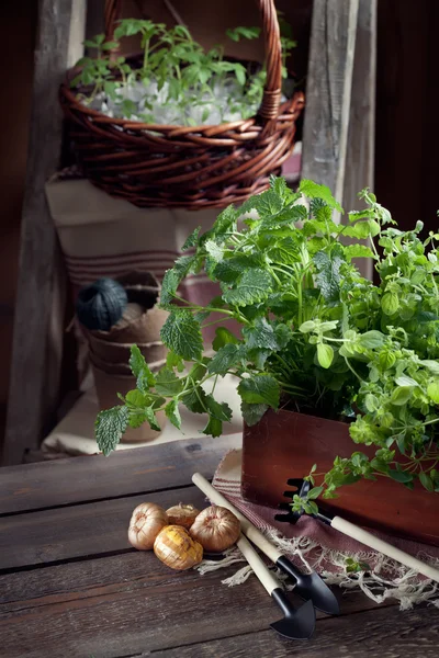 Gardening in the country - barn setting with herbs, seedlings an