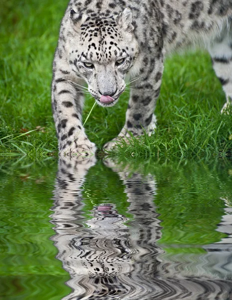Beautiful portrait of Snow Leopard Panthera Uncia big cat reflec