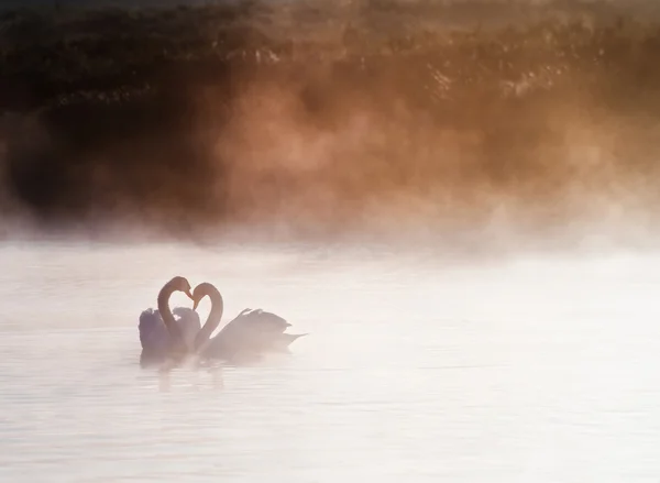 Mated pair of swans on misy foggy ASutumn Fall lake touching sce