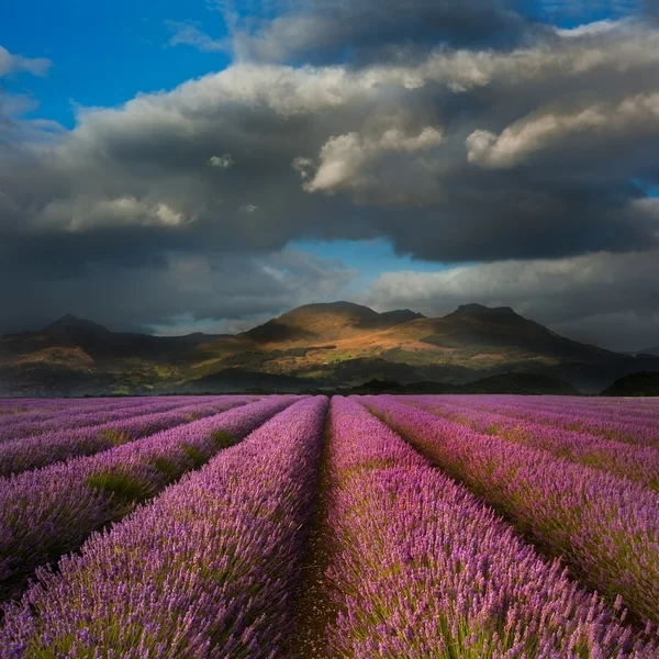 Beautiful landscpae of lavender field leading to mountain range