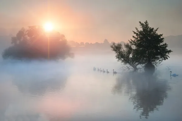 Familyof swans swim across misty foggy Autumn Fall lake at sunri