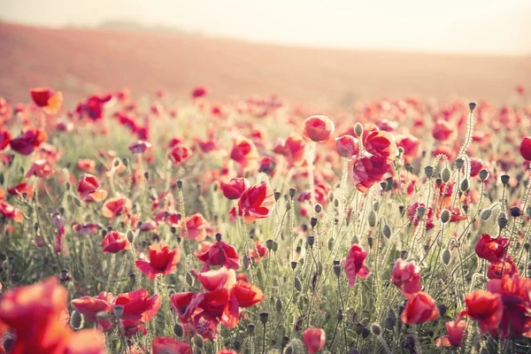 Stunning poppy field landscape under Summer sunset sky with cros