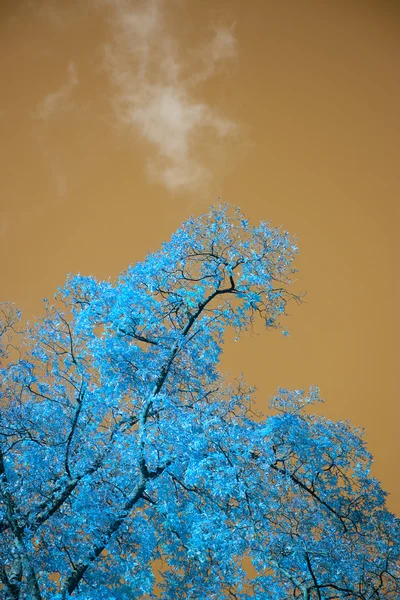 Stunning unusual false color tree and sky landscape