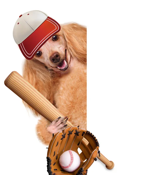 Baseball dog with a baseball