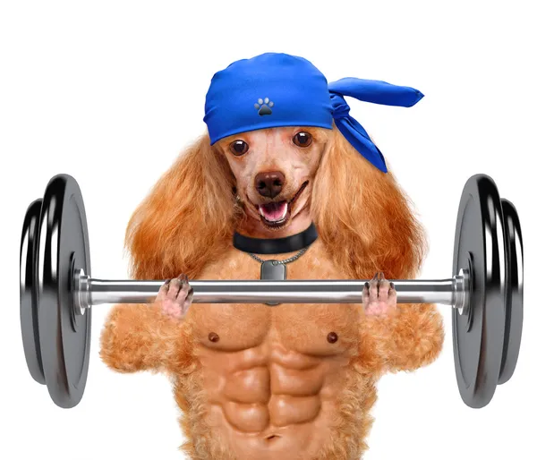 Fitness dog lifting a heavy big dumbbell