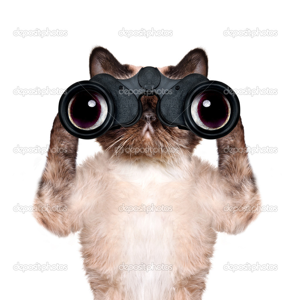Javascript Cat Animal Javascript Cat Animal