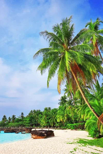 Palm trees in tropical perfect beach