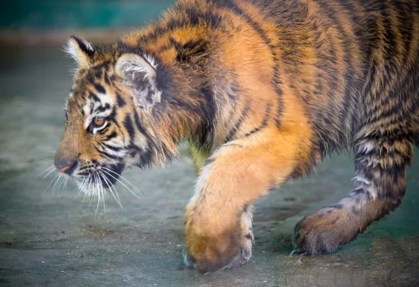 Tiger cub