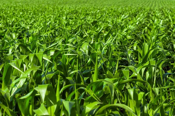 Industrial farmland before harvest