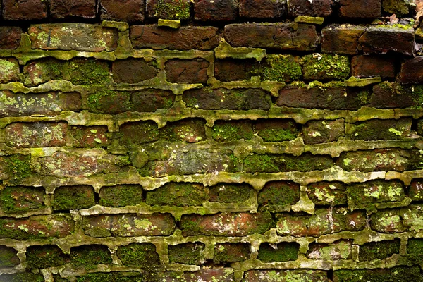 Brick wall with moss