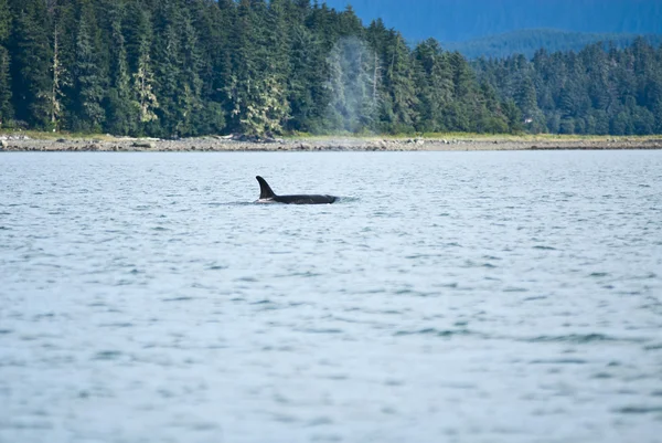 Whale Watching Adventure