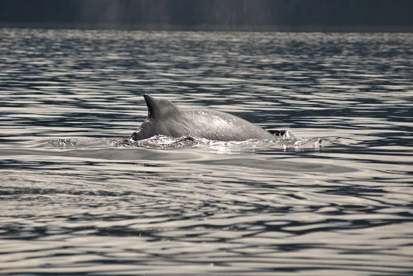 Whale Watching Adventure