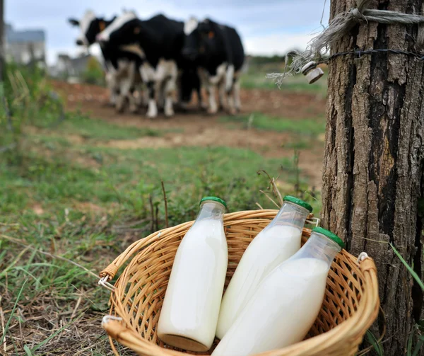 Closeup of bottles of milk set in country field