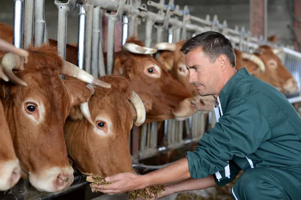 Closeup on cows being fed by cattleman