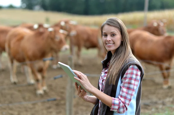 Woman farmer in front of cattle using tablet