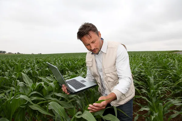 Agronomist analysing cereals with laptop computer
