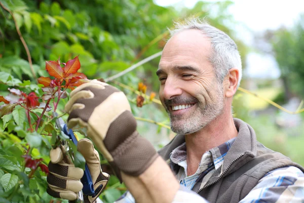 Senior man in garden cutting roses