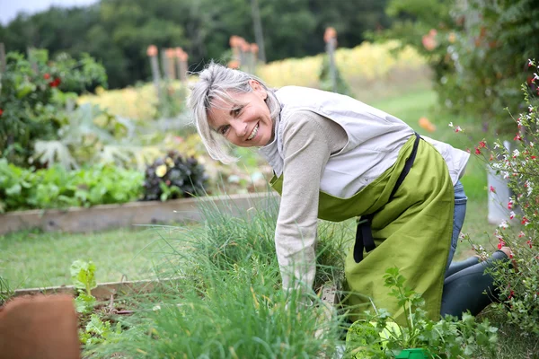 Senior woman planting herbs