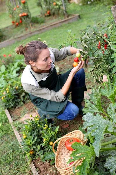 Woman picking tomatoes