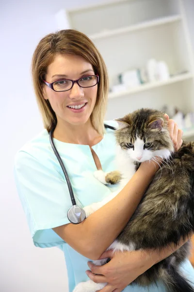 Veterinarian holding cat in arms
