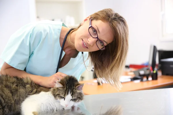 Veterinarian examining cat ear infection