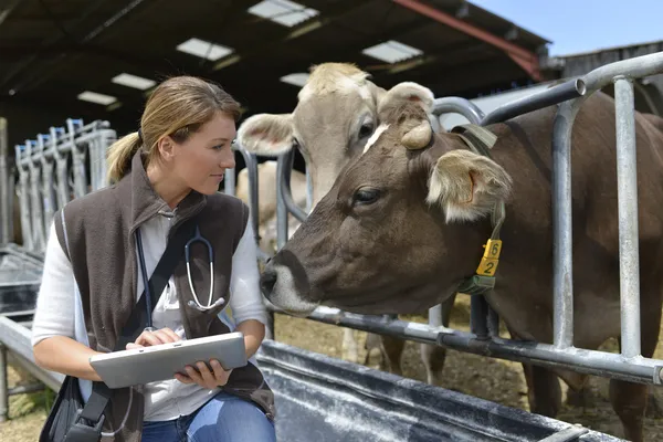 Veterinarian checking on health of herd
