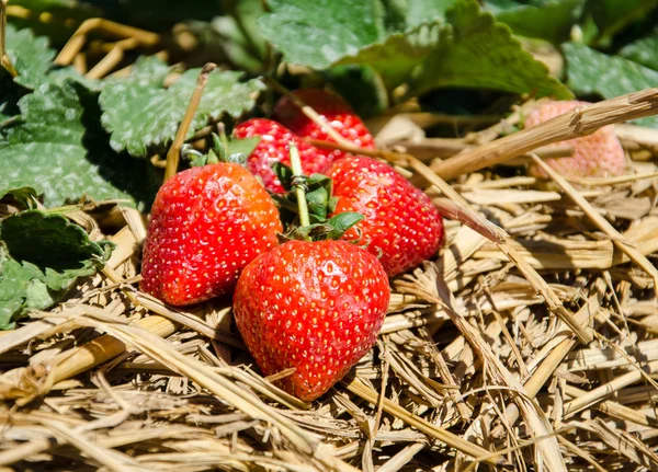 Strawberry Tree .