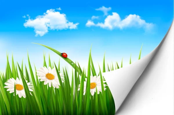 Spring background with flowers, grass and a ladybug. Vector.