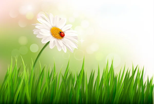 Spring background with a daisy and a ladybug. Vector.