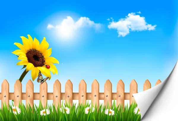 Summer nature background with sunflower and wooden fence .
