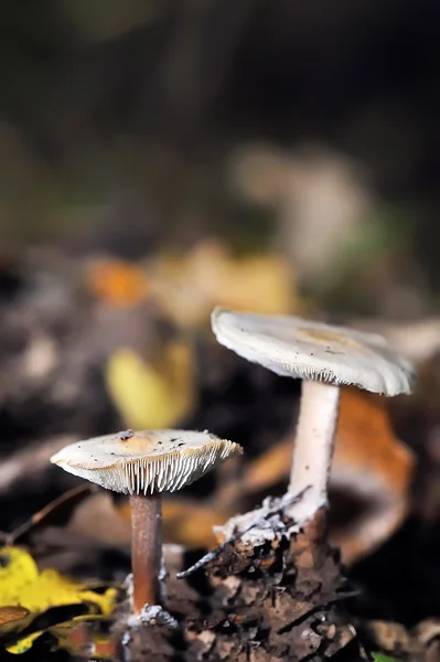 Small poisonous mushrooms unusual