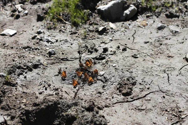 A Yellow Butterfly on the dirty pool