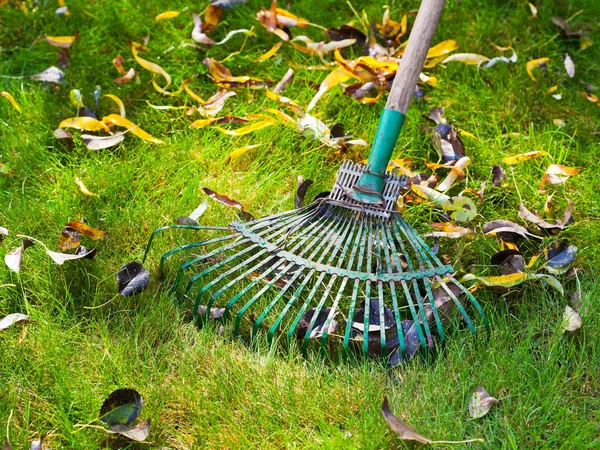 Cleaning green lawn by rake
