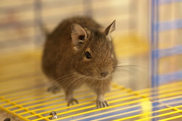 Cute degu on the cage bars, focus on eye and ear