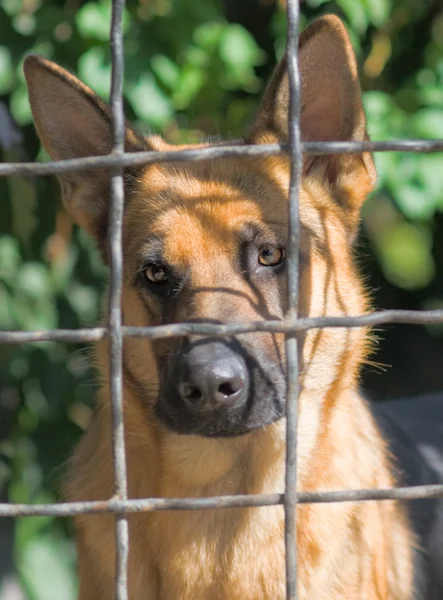 Sad dog encaged looking through the fence